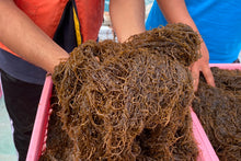 画像をギャラリービューアに読み込む, 24-5【送料込】嘉保さん家のもずくセット【大容量5kg】【予約販売】