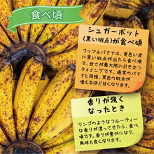 画像をギャラリービューアに読み込む, 【送料込】大人気!!うるま市産アップルバナナ【令和7年6月以降順次発送】1房 約2㎏前後【予約販売】【うるまの農産物】