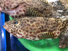 画像をギャラリービューアに読み込む, (13)【送料込】うるマルシェおまかせ鮮魚セット 数量限定!!