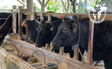 画像をギャラリービューアに読み込む, 17【送料無料】あやはし牛ハンバーグ 5食セット【7月以降順次発送】