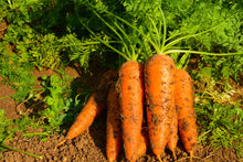 画像をギャラリービューアに読み込む, 【限定販売】復刻！津堅にんじんロールパン【数量限定】
