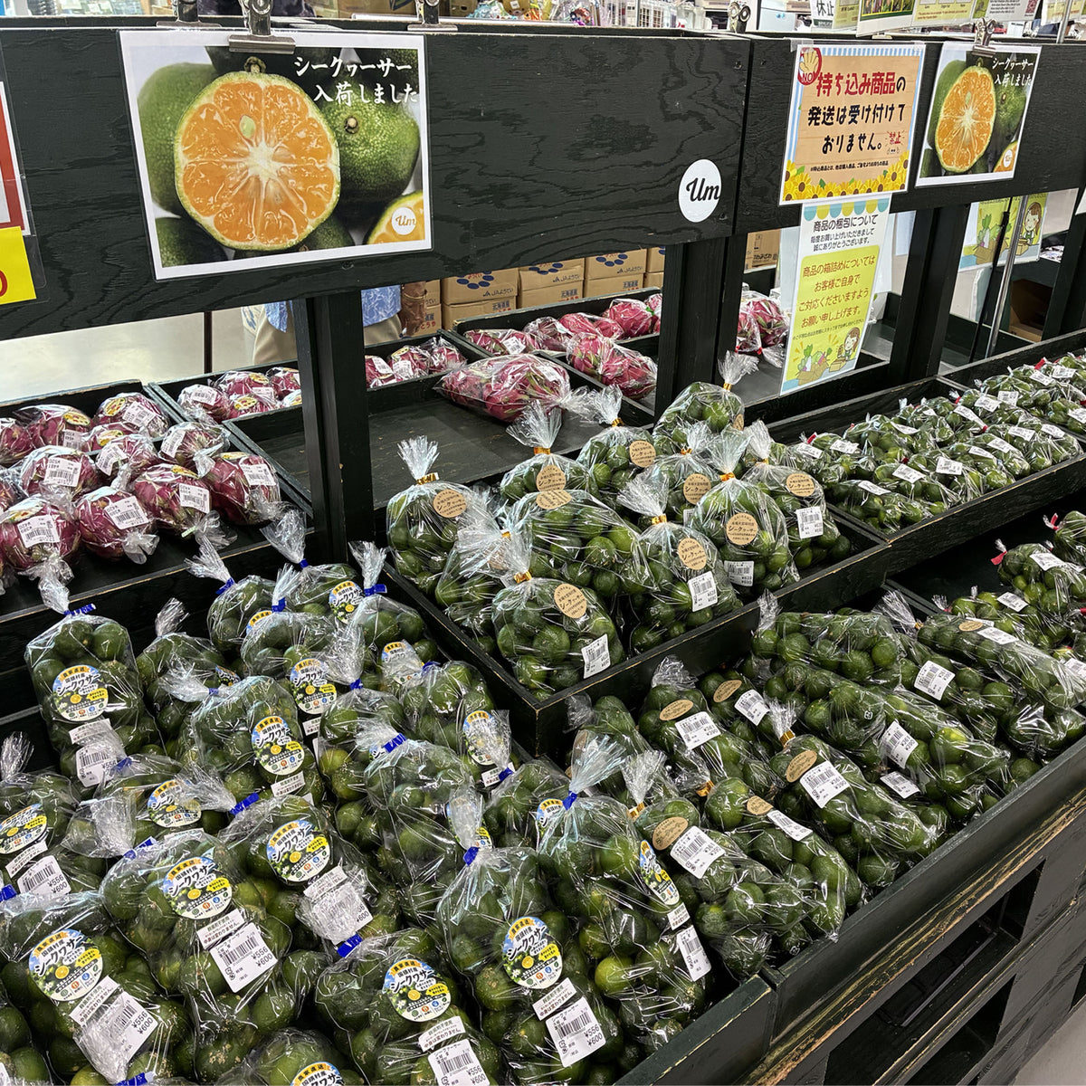 【予約販売】沖縄県産 青切りシークワーサー 約2kg｜送料込