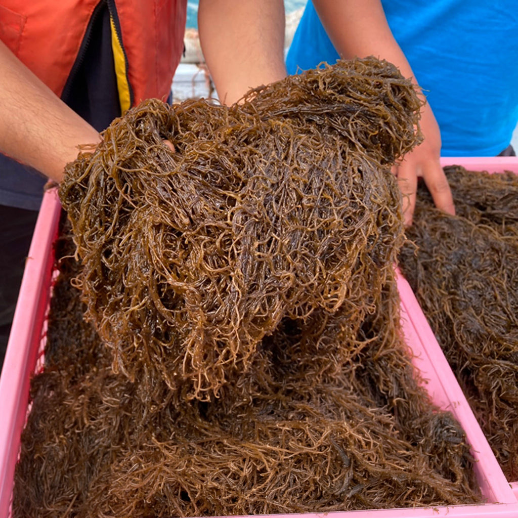 【嘉保水産】嘉保さん家のもずくセット 大容量5kg｜予約販売・送料込