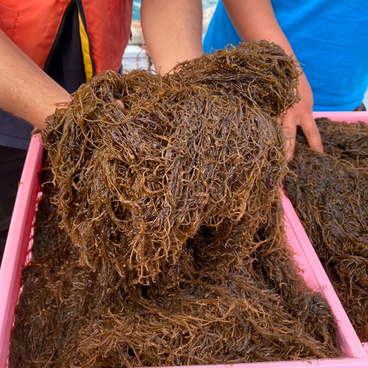 【嘉保水産】嘉保さん家のもずくセット 大容量5kg｜予約販売・送料込