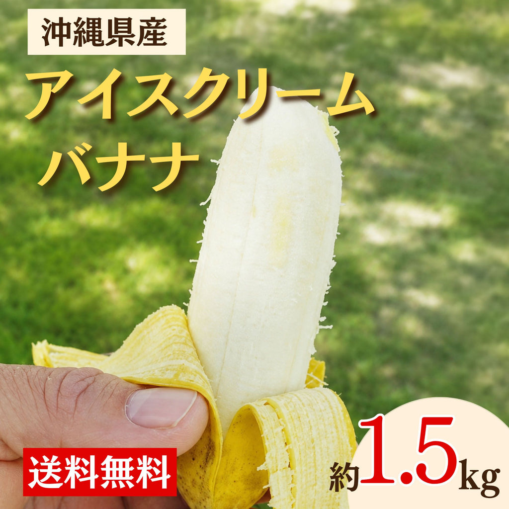 【予約販売】沖縄県うるま市産 アイスクリームバナナ 約1.5kg｜送料込