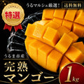うるま市産 特選完熟マンゴー 約1kg