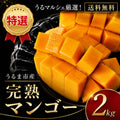 沖縄県うるま市産 特選完熟マンゴー 2kg