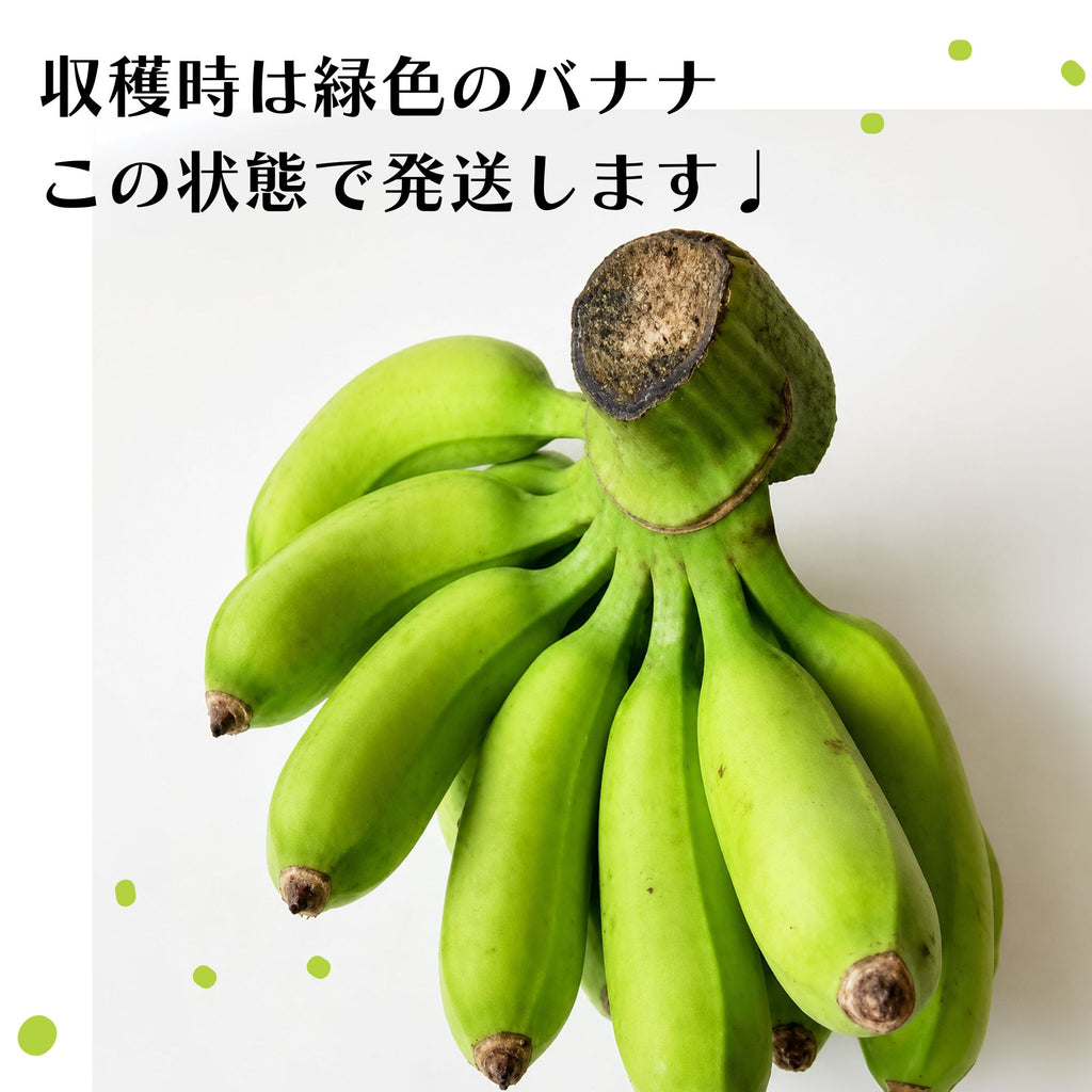 出荷時の緑色のバナナの状態を紹介する画像