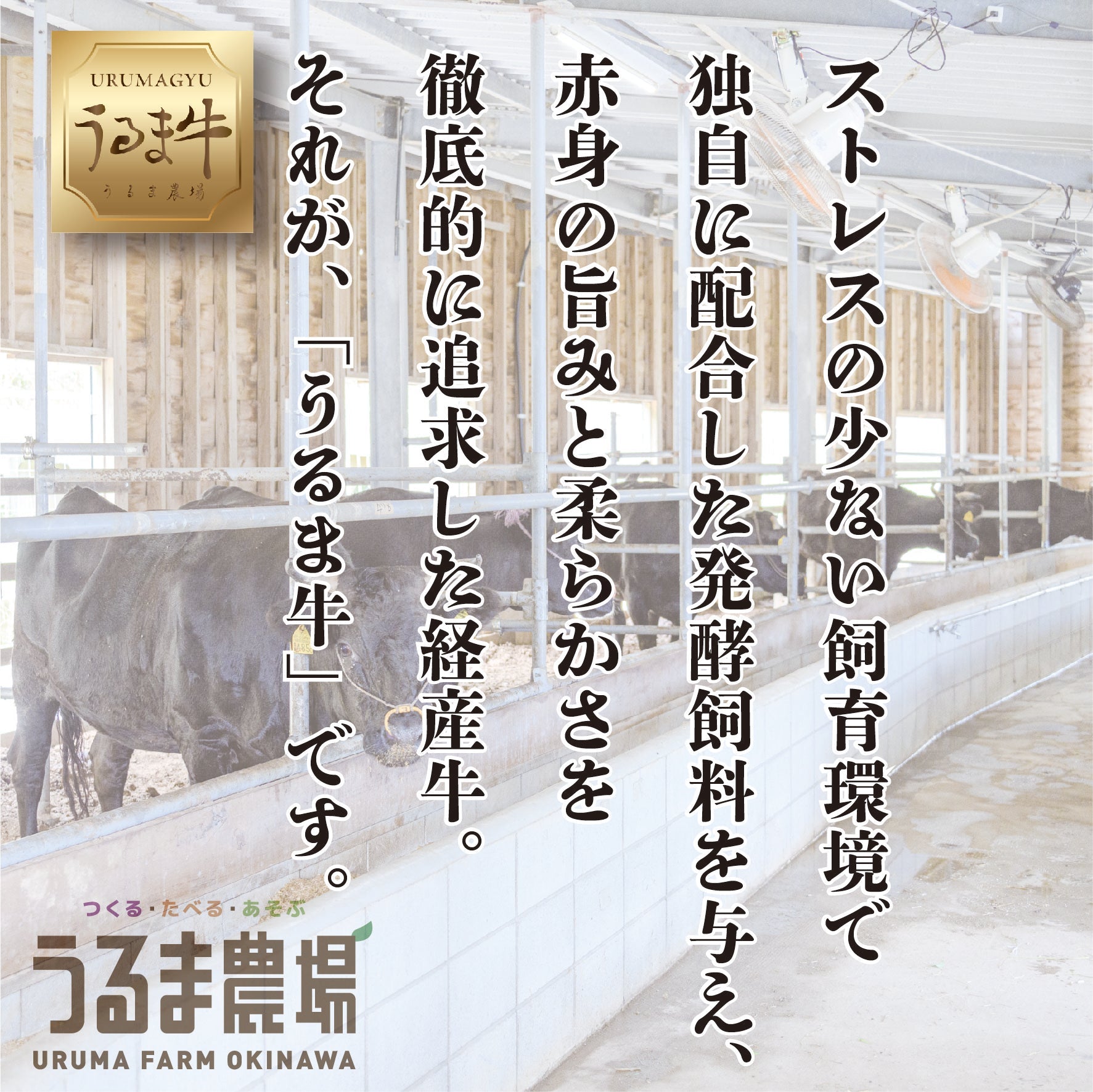 11【送料込】うるま牛リブロースステーキ約200g×２枚【うるまの美味しいもの】