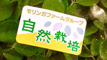 画像をギャラリービューアに読み込む, （2003）【リクエスト企画】肥料をつかわない自然栽培【モリンガファーム】さんのお野菜詰め合わせセット　【送料別途】【安心・安全】
